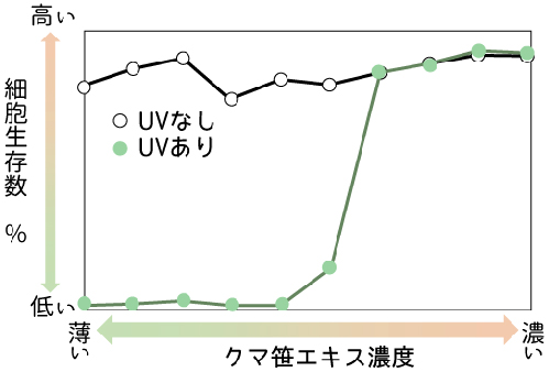 クマ笹の抗UV効果